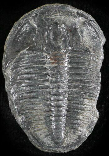 Elrathia Trilobite - Wheeler Shale, Utah #24810